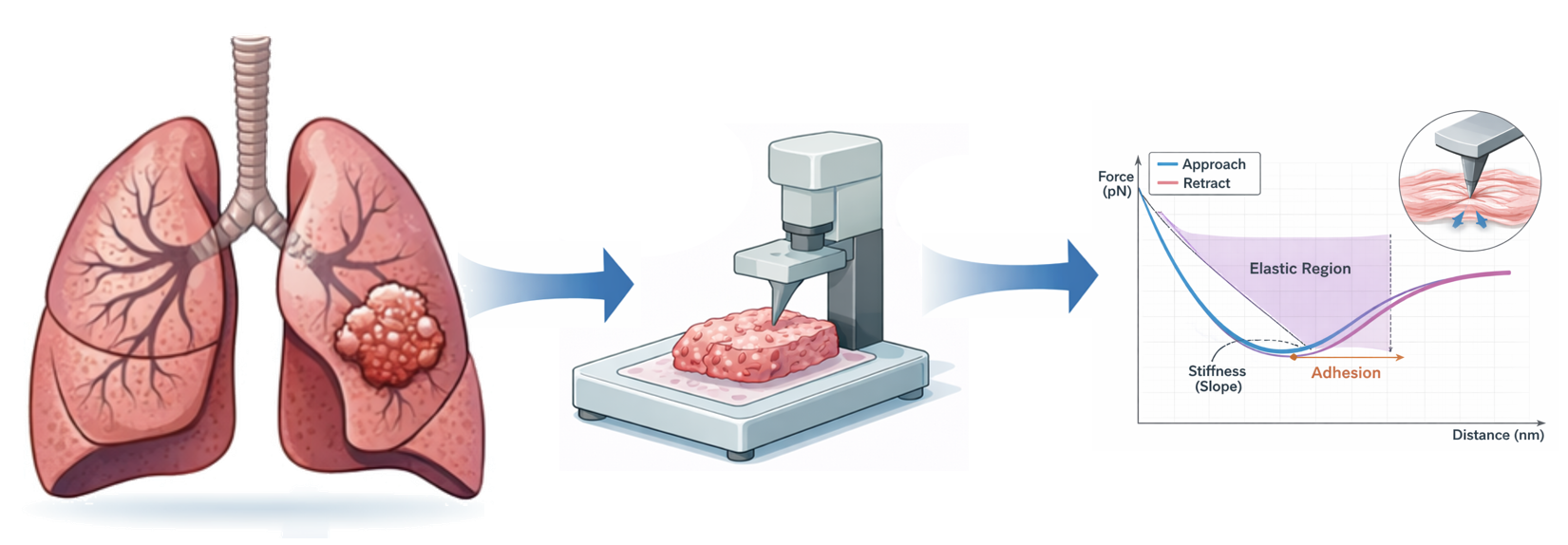Illustration of tissue stiffness and mechanobiology concepts